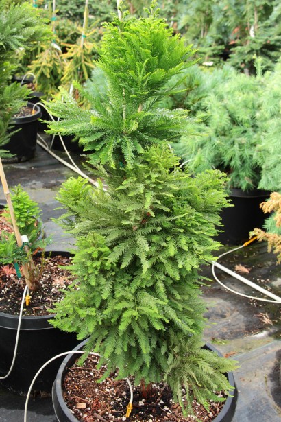 Таксодій дворядний Певе Мінарет саджанець